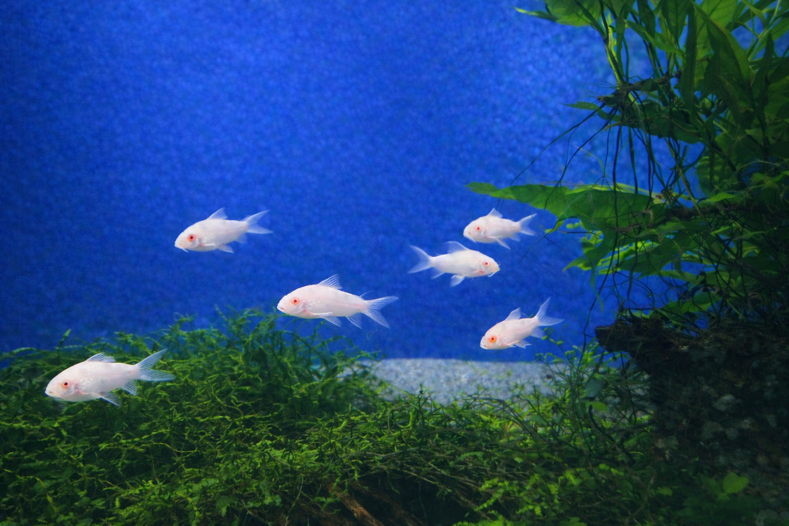 Albino corys