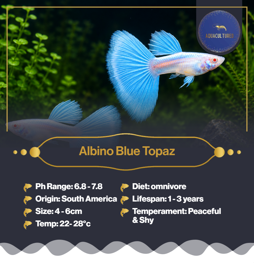 Albino Blue Topaz 