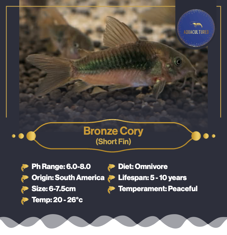Bronze Corys