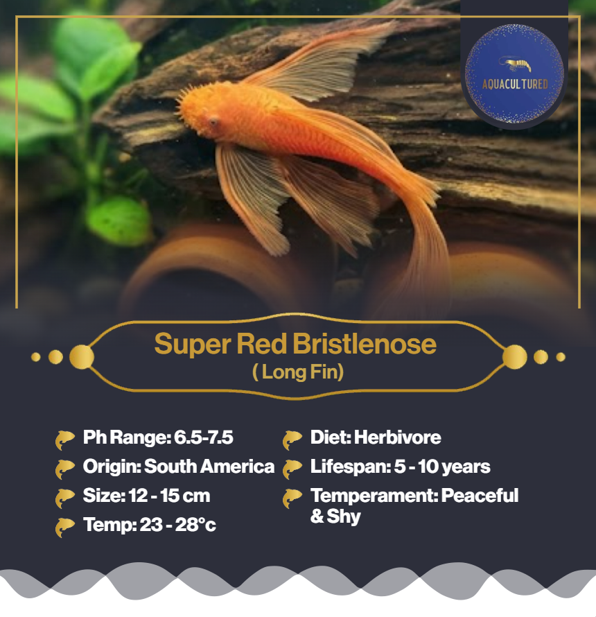 Super Red Bristlenose (LF)