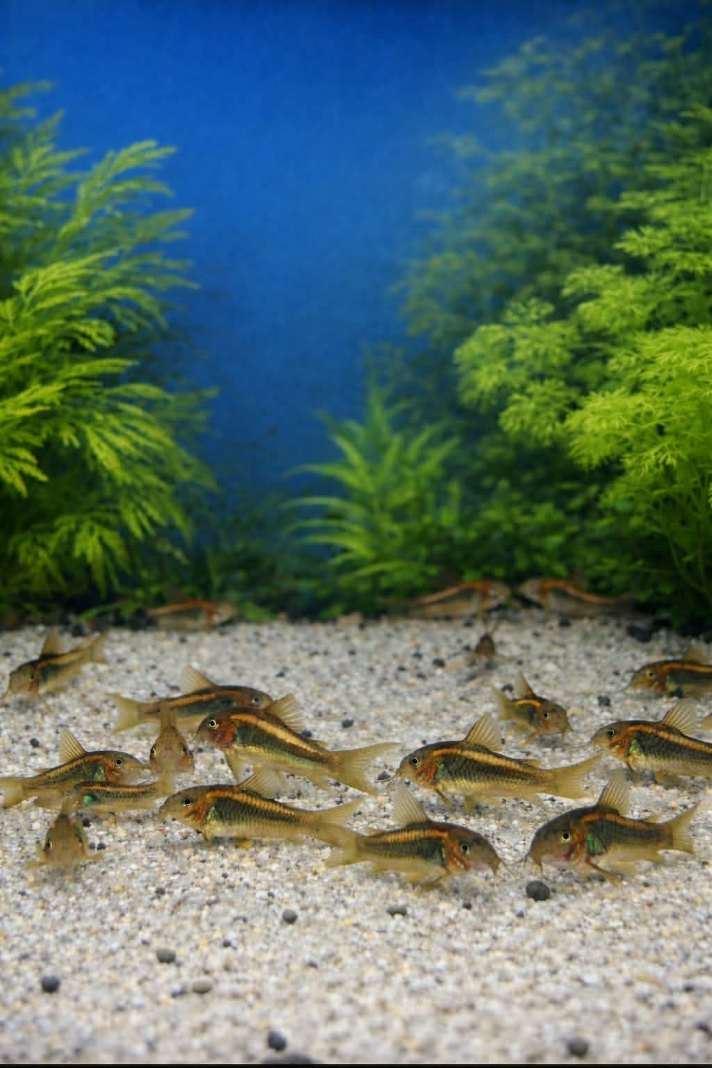 Gold Lazer Corys