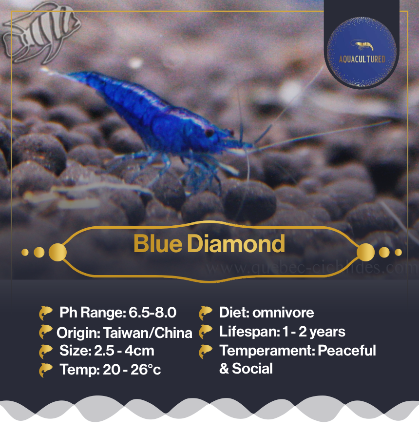 Blue Diamond