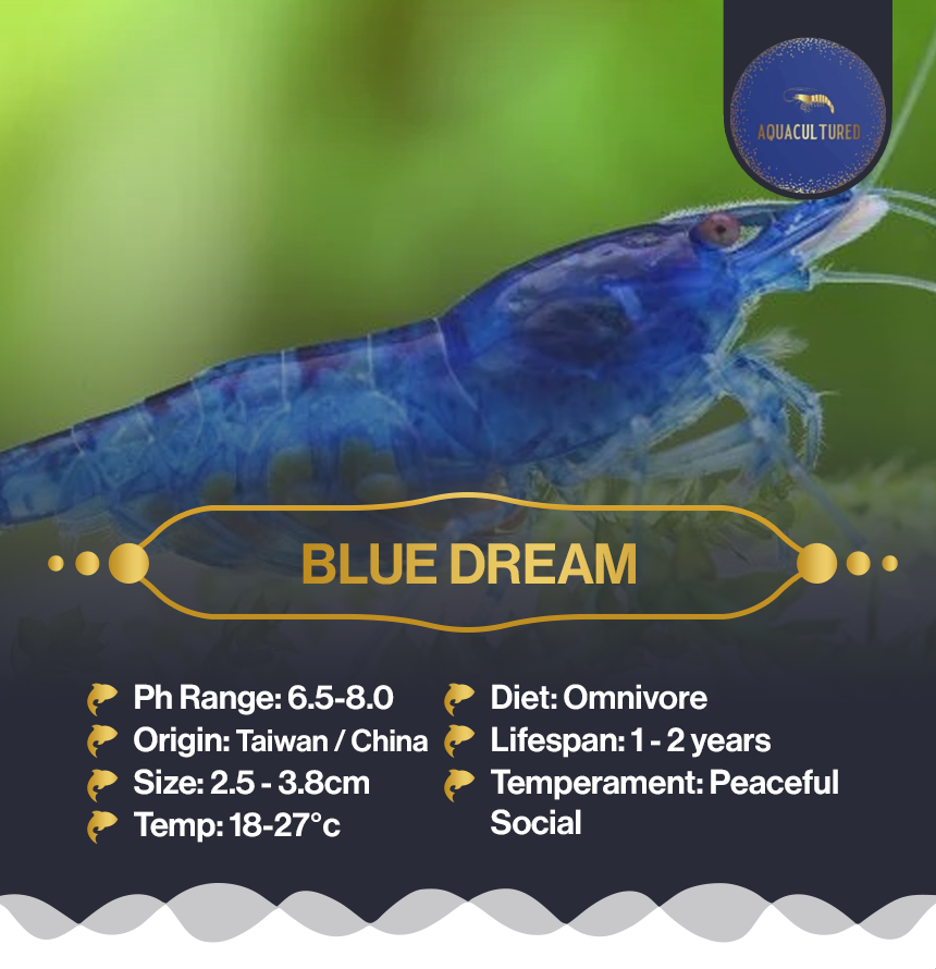 Blue Dream