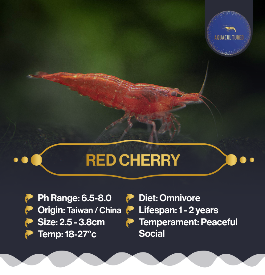 Red Cherry