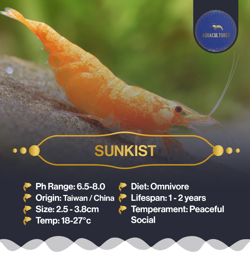 Sunkist